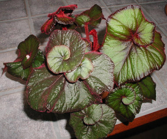 B. ‘Curly Fireflush’